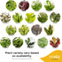 (6-Pack), Costa Farms Live Indoor House Plants Hand Selected Easy to Maintain Indoor Assorted Houseplants, Curated Air