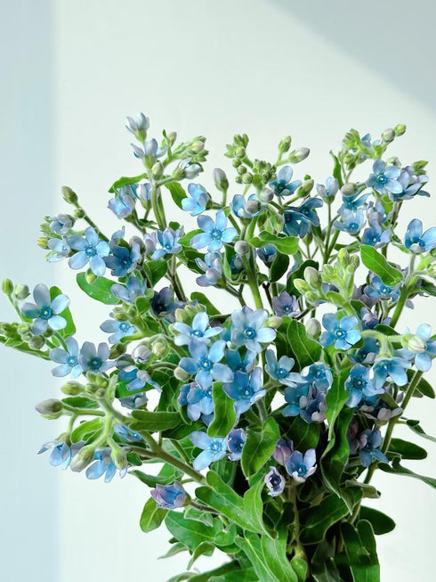 Cassiolina 10) Fresh Tweedia Blue Star Flowers Bouquet Light Blue Fresh Cut Flowers for Home Decor Wedding Floral