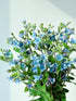 Cassiolina 10) Fresh Tweedia Blue Star Flowers Bouquet Light Blue Fresh Cut Flowers for Home Decor Wedding Floral