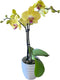 Earthly Orchids Live Orchid Plant - Lemon Drop 2 Spike Mini