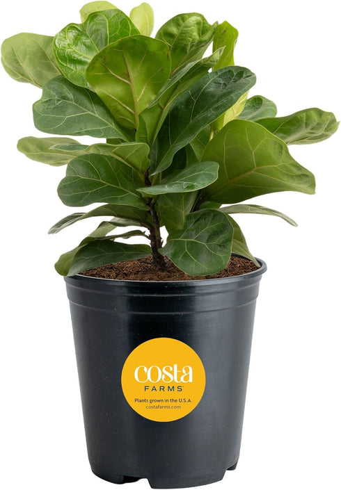 Costa Farms Little Fiddle Leaf Fig, Live Indoor Ficus Lyrata Plant in