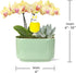 4" Green Circle Growers Yellow Orchid with Succulent in a Jan-Sage Green Pot with Bunny Pick, Live Indoor Plants, House