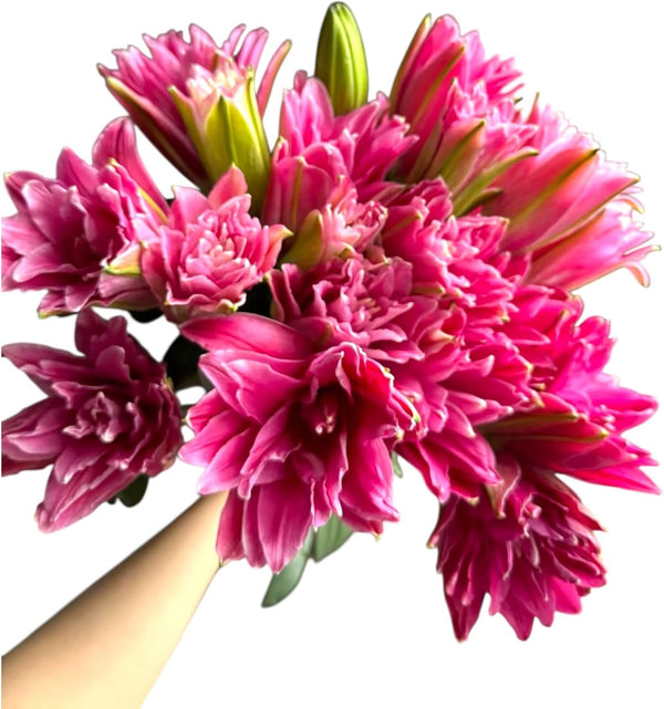 5 Stems Fresh Cut Double Lilies Long Lasting Fragrance Suitable for Hydroponic