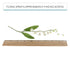 4 Count Global Sugar Art Lily of the Valley Sugar Cake Flowers Spray White, by Chef Alan Tetreault