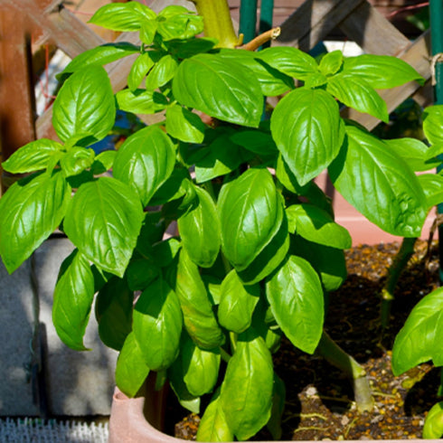 Generic 4 Pack 4 3.5 Live Sweet Basil Plant Edible Culinary Herbs in Pot, Fragrant and Fast-Growing, Great for Kitchen