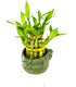 JM BAMBOO Two-Tiered Lucky Bamboo Arrangement 3'' 'Frogs Decor Vase'