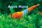 Aqua Huna Orange Rili Shrimp - 6 Pack