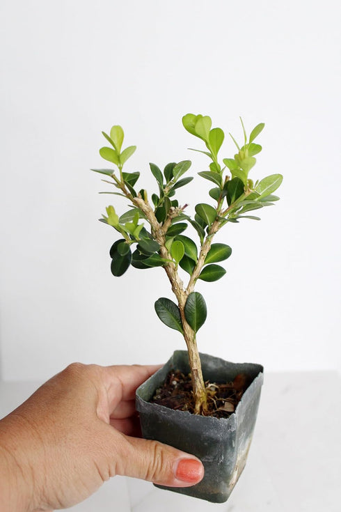 Mini Bonsai Tree Starter Gift, Winter Gem Boxwood Plant, Variegated Leaf Plant, Buxus Microphylla Boxleaf, Japanese