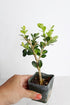 Mini Bonsai Tree Starter Gift, Winter Gem Boxwood Plant, Variegated Leaf Plant, Buxus Microphylla Boxleaf, Japanese