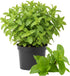 Sets 2 3.5" 5-9" TANKDA Live Mint Plants Herb in Pot, Fresh Spearmint for Indoor Outdoor Growing, Spring Planting