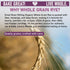 2 Lb Great River Organic Milling Organic Whole Grain Rye Berries | High-Fiber, Nutrient-Rich Ancient Grain | Non-GMO