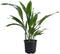 American Plant Exchange Cast Iron Plant Live 6-Inch Potted Evergreen, Low-Maintenance Hardy