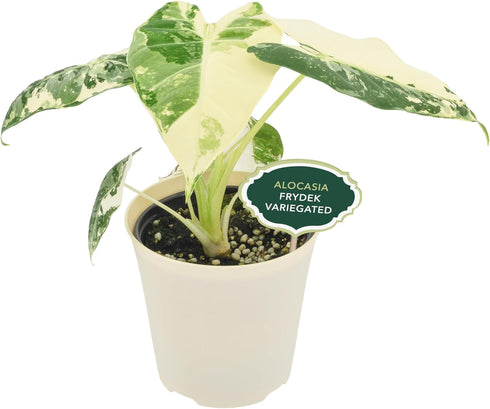 Arcadia Garden Products Live Frydek Variegated Alocasia Rare Indoor Houseplant in Plastic Pot, Tropical Plant