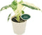 Arcadia Garden Products Live Frydek Variegated Alocasia Rare Indoor Houseplant in Plastic Pot, Tropical Plant