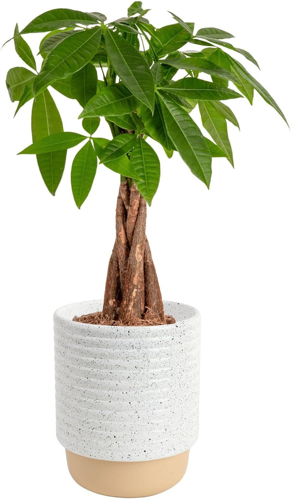 Costa Farms Money Tree (Pachira Aquatica) Live Indoor Bonsai-Style Plant, 12-16 Inches