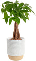 Costa Farms Money Tree (Pachira Aquatica) Live Indoor Bonsai-Style Plant, 12-16 Inches