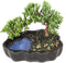 Brussel's Bonsai - Live Green Mound Juniper Bonsai Tree in Zen Reflections