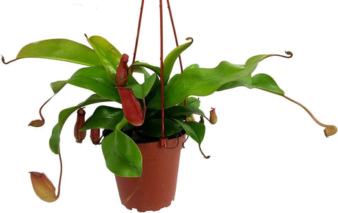 Asian Pitcher Plant - Nepenthes - Carnivorous - Exotic - 4" Hanging
