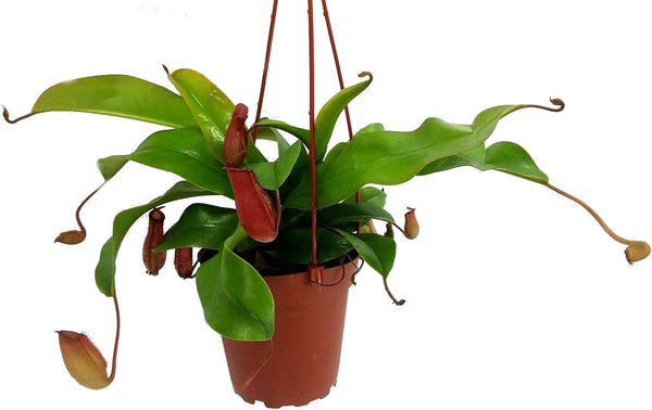 Asian Pitcher Plant - Nepenthes - Carnivorous - Exotic - 4" Hanging