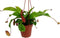 Asian Pitcher Plant - Nepenthes - Carnivorous - Exotic - 4" Hanging