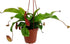 Asian Pitcher Plant - Nepenthes - Carnivorous - Exotic - 4" Hanging