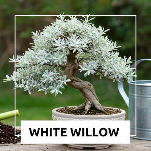 Live Dwarf White Willow Bonsai Tree Cutting to Grow - Stunning Silvery-Green Leaves - Fast Growing, Indoor/Outdoor