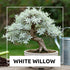 Live Dwarf White Willow Bonsai Tree Cutting to Grow - Stunning Silvery-Green Leaves - Fast Growing, Indoor/Outdoor