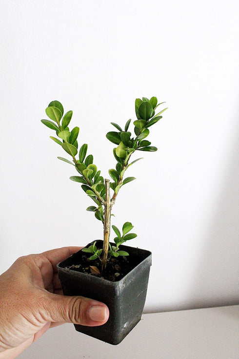 Generic 2 Bonsai Starter Plant, Japanese Boxwood Topiary, Evergreen Shade Plant, in Pot