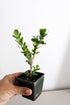 Generic 2 Bonsai Starter Plant, Japanese Boxwood Topiary, Evergreen Shade Plant, in Pot
