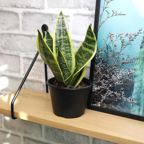 generic (1 Live Variegated Snake Plant Fully Rooted Sansevieria Superba, Low Light Tolerant, Air Purifying, Easy Care