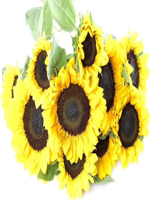 KaBloom Flowers -Valentine's Day Collection - Fresh Sunflowers without vase, Gift for