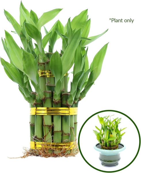 NW Wholesaler - Live Indoor Lucky Bamboo Two Tier Tower, Indoor House Plant, Bamboo Stalks for Good Luck, Fortune, Feng