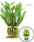 NW Wholesaler - Live Indoor Lucky Bamboo Two Tier Tower, Indoor House Plant, Bamboo Stalks for Good Luck, Fortune, Feng