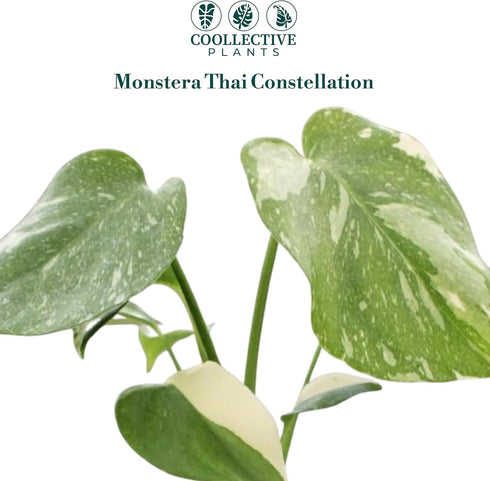 2 CoollectivePlants Monstera Thai Constellation Live Indoor Plant in Grower Pot, Variegated Monstera Houseplant, Easy