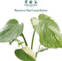 2 CoollectivePlants Monstera Thai Constellation Live Indoor Plant in Grower Pot, Variegated Monstera Houseplant, Easy