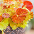 4 4 8 Combo Begonias Houseplant Live Indoor, Mix Begonia Maculata Live Plant, Random Begonias Live Plants Outdoor