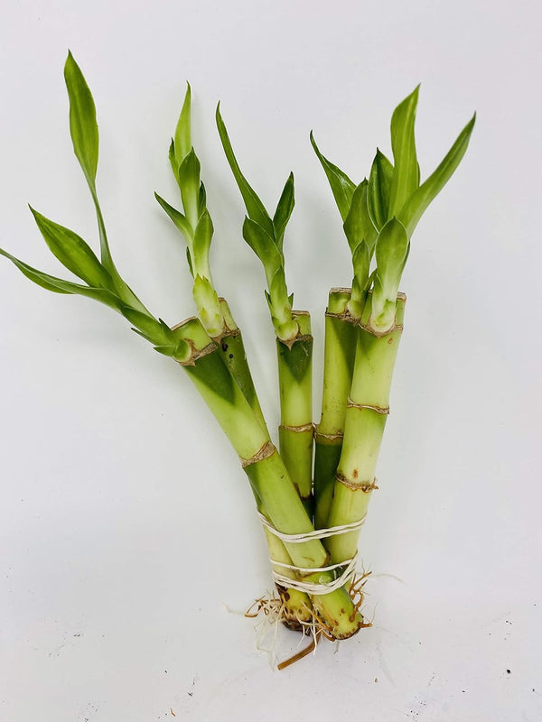 JM BAMBOO 5 Stalks of 4'' Straight Lucky Bamboo From Jmbamboo