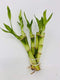 JM BAMBOO 5 Stalks of 4'' Straight Lucky Bamboo From Jmbamboo