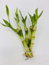 JM BAMBOO 5 Stalks of 4'' Straight Lucky Bamboo From Jmbamboo