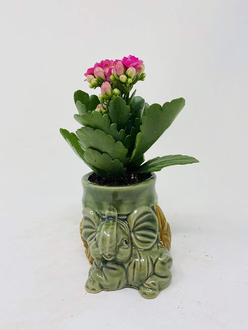 JM BAMBOO Kalanchoe Plant in Baby Elephant Vase -JMBamboo