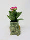 JM BAMBOO Kalanchoe Plant in Baby Elephant Vase -JMBamboo