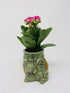 JM BAMBOO Kalanchoe Plant in Baby Elephant Vase -JMBamboo