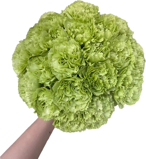 38 Green Carnation Flowers Hydroponic Flower Arrangement Mothers Day Gift Home Decor