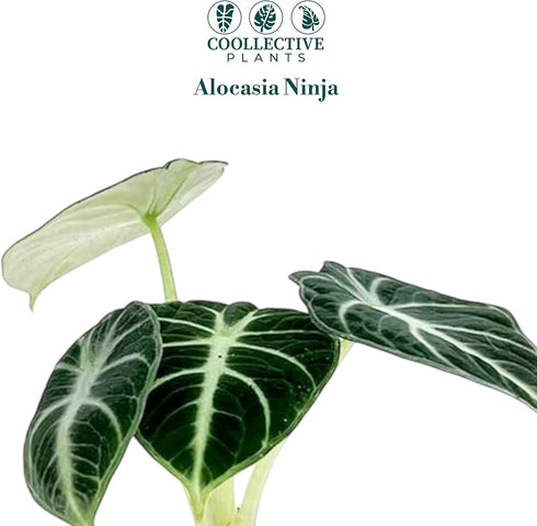 2 4 Inch (2-inch Alocasia Ninja | Live Plant in a or Growers Pot, Live Indoor, Easy to Grow, Easy to Care, and Low