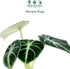 2 4 Inch (2-inch Alocasia Ninja | Live Plant in a or Growers Pot, Live Indoor, Easy to Grow, Easy to Care, and Low