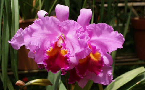 Discount Hawaiian Gifts 1 4 6 Inches 2.5 Inch Hawaiian Pink Cattleya Orchid Starter Plants PK - Tall, Rooted in No