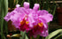 Discount Hawaiian Gifts 2" HAWAIIAN CATTLEYA ORCHID PLANT POT ~ GROW HAWAII