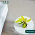 4 CoollectivePlants Philodendron Painted Lady Live Indoor Plant in Grower Pot, Easy Care Tropical Houseplant, Low