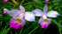 Discount Hawaiian Gifs 2 #zc50 Discount Hawaiian Bamboo Orchid Roots - by Hawaiian Gifts