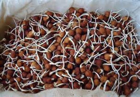 8 Garbanzo Bean Microgreen OUNCES OF GARBANZO BEAN SEEDS FOR SPROUTING
